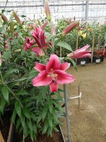 [5203 Campaign Mak No01.JPG]